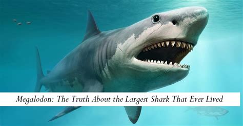 what is the meaning of megalodon|Megalodon: the truth about the largest shark that ever .